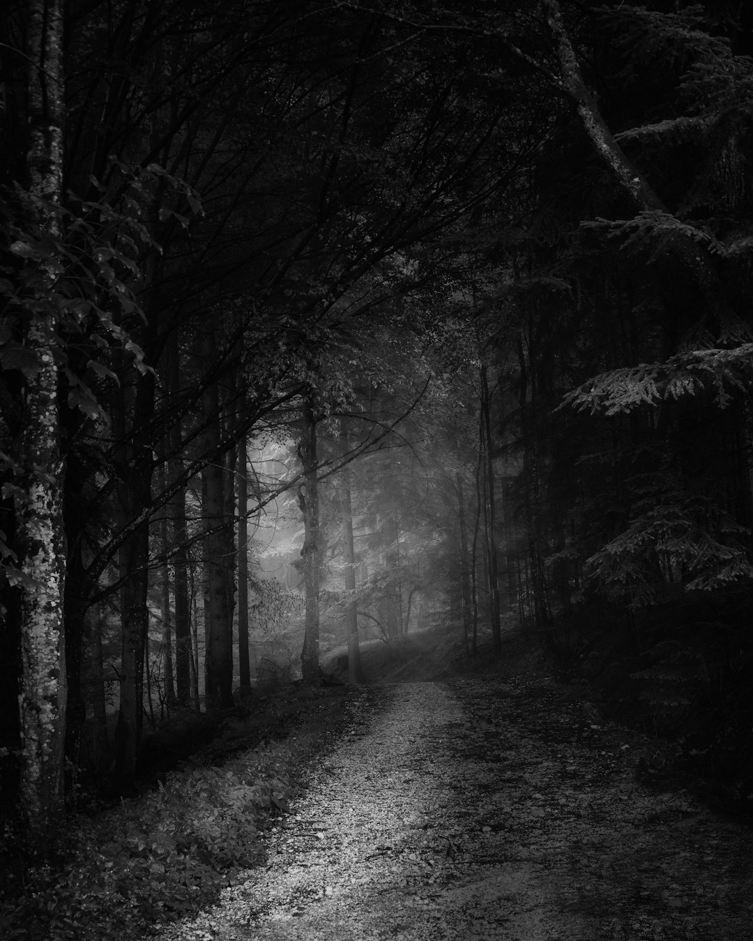 dark forest path